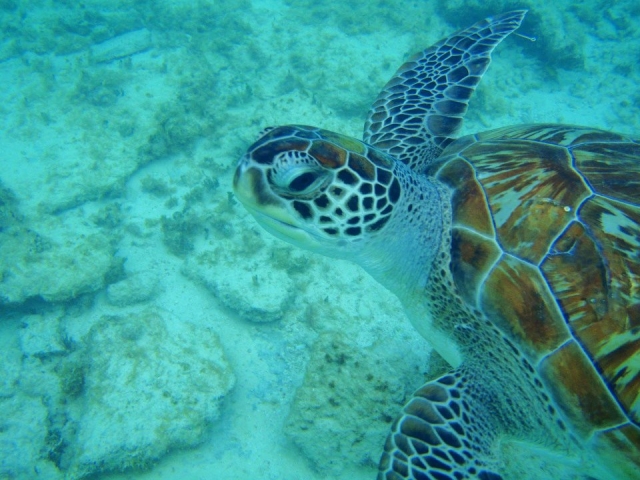Tortugas Marinas